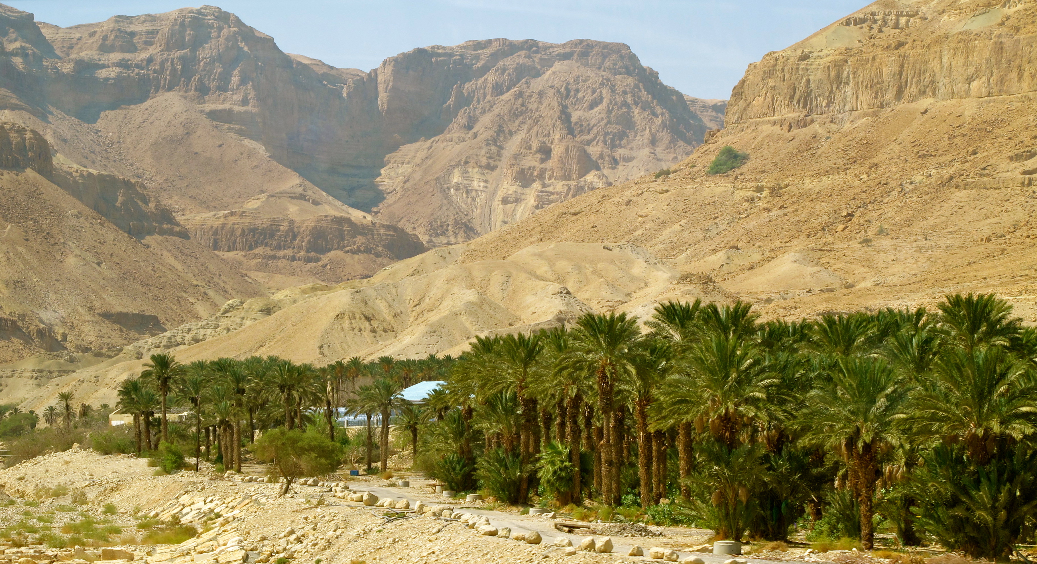 上图：隐·基底（En Gedi）是死海西侧的一处绿洲，从西边海拔200米的犹大旷野一直下降到东边海平面以下418米的死海，落差600多米。这个绿洲里有许多岩洞泉水，并有两条常年流淌的溪流，为众多动植物提供了死海附近非常难得的生存条件，自古就生存着许多植物（歌一14）、野山羊（撒上二十四2）、蹄兔和两百多种鸟类。大卫在躲避扫罗时，曾隐藏在隐·基底（撒上二十三29）。